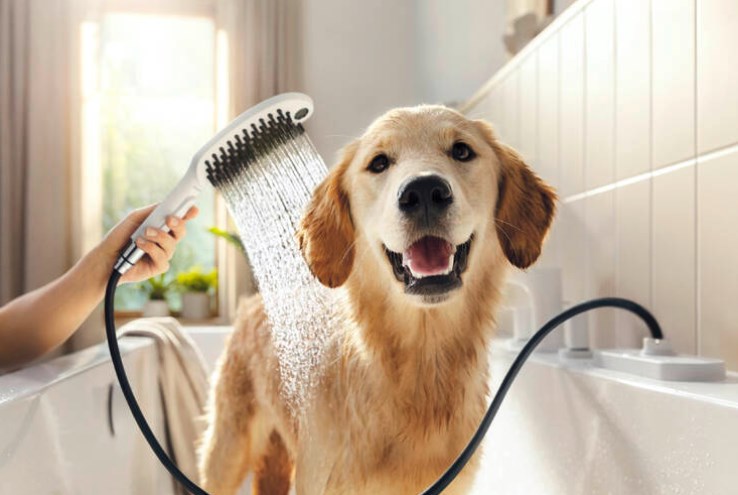 HANSGROHE DOGSHOWER 150 3JET ruční sprcha 150x63 mm, 3 proudy, matná bílá 26640700 Obrázek - fotka